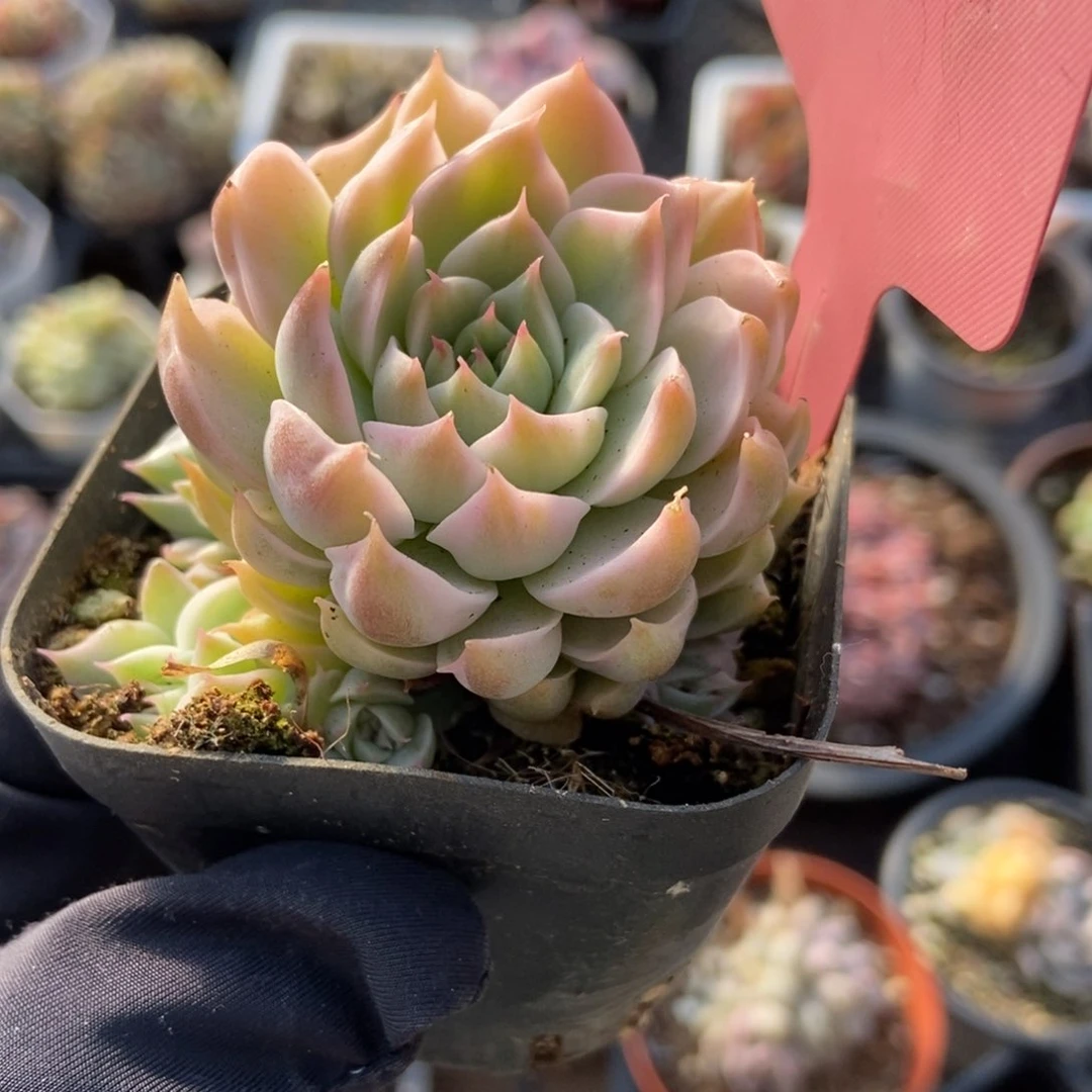 1458玛格丽特锦多肉植物