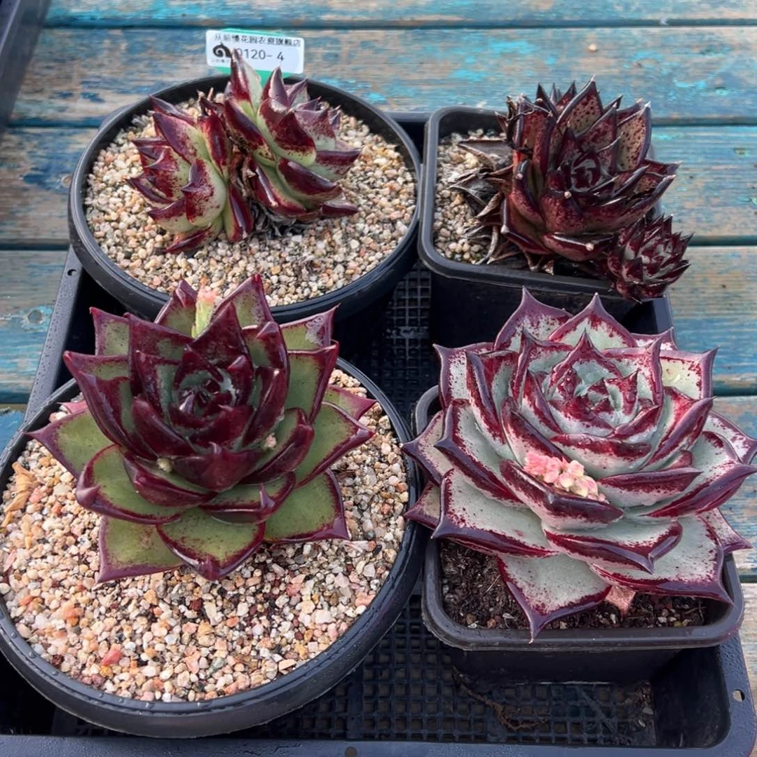 从前慢多肉精选编号0120.4