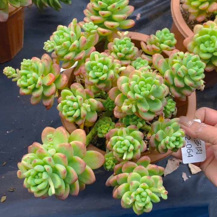 快***人夏悦多肉0212-64香格里拉