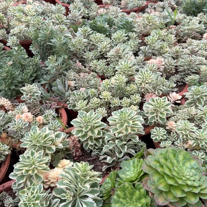 亚特兰蒂斯啊啊啊