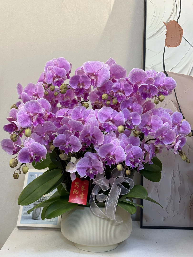 蝴蝶兰【虞美人】真花 秋冬耐寒花卉 四季开花 多样性发货