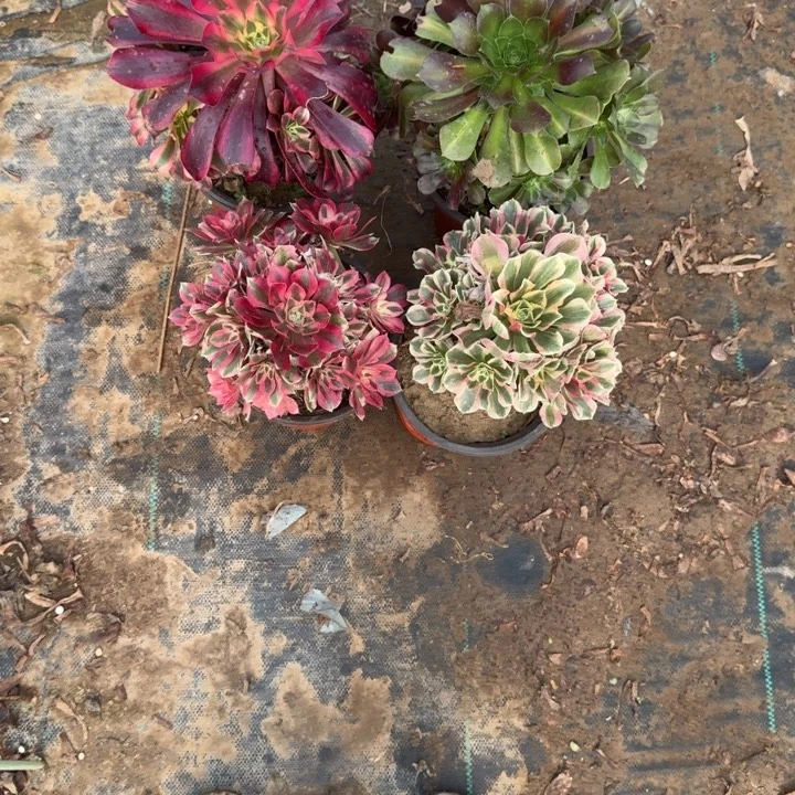 一单包邮不包侧枝26