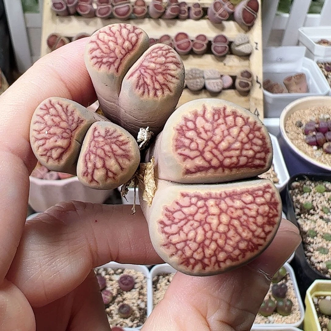 无花朵菊文章一颗包邮————