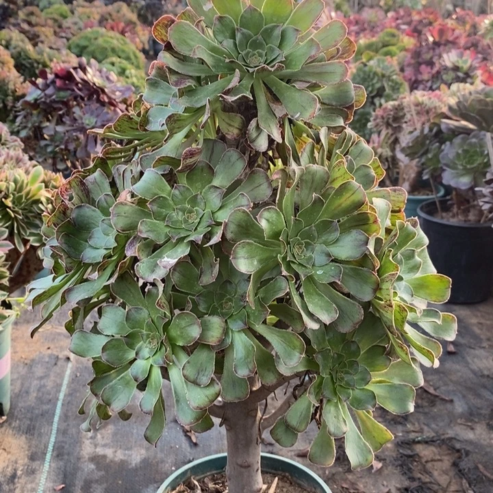 拉丝锦多肉植物23。