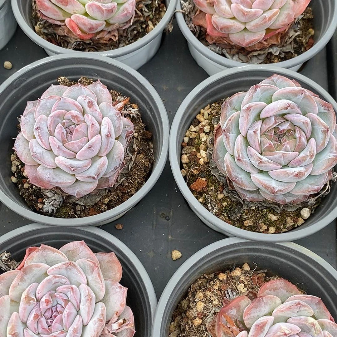 团。单头紫冰魄。福利多多