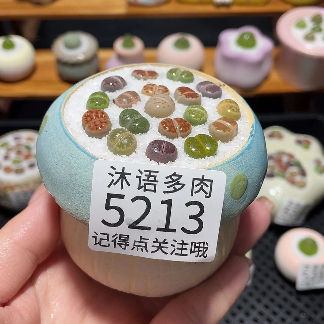 带盆土植物 一物一拍5213