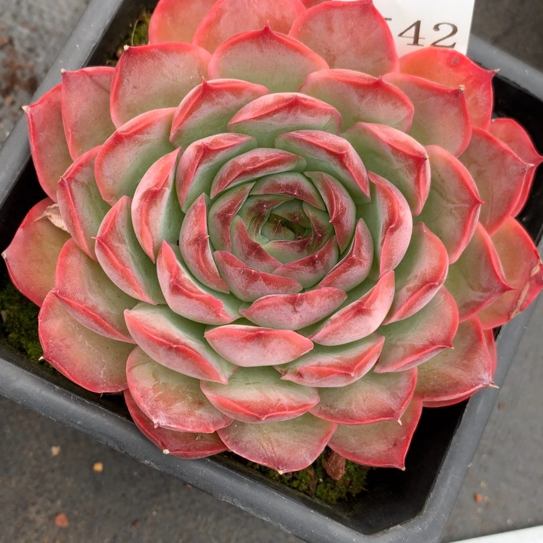 2542杂交多肉植物