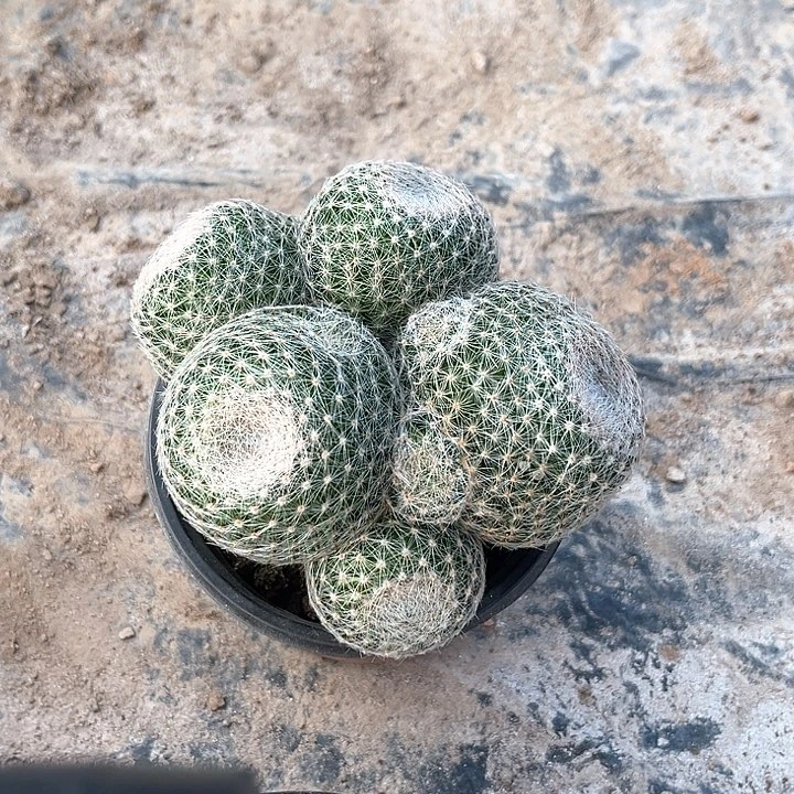 仙人仙人球仙人球