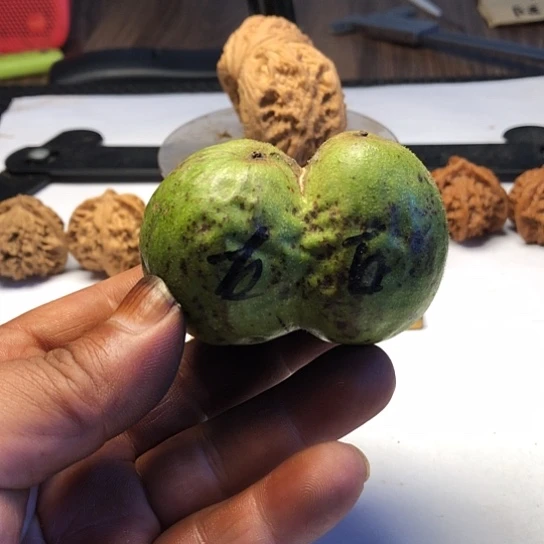 吊坠桃核核桃核桃