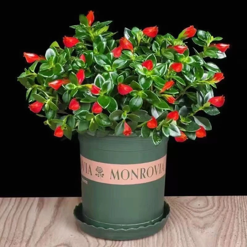 四季常青金鱼花当年开花盆栽吊兰花卉绿植开花植物客厅阳台养殖