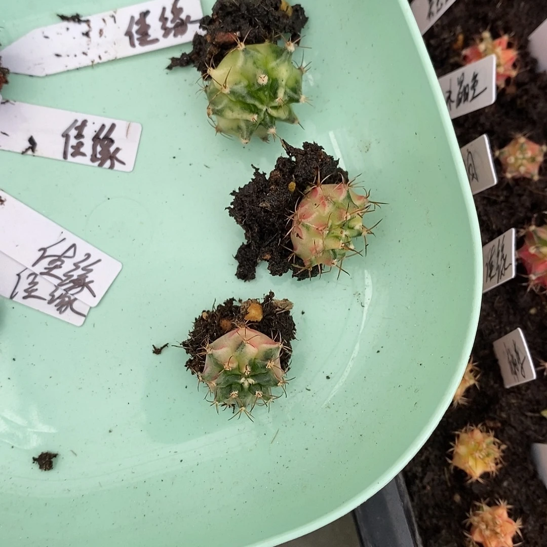 佳***缘米哈仙人球侧芽专拍佳缘