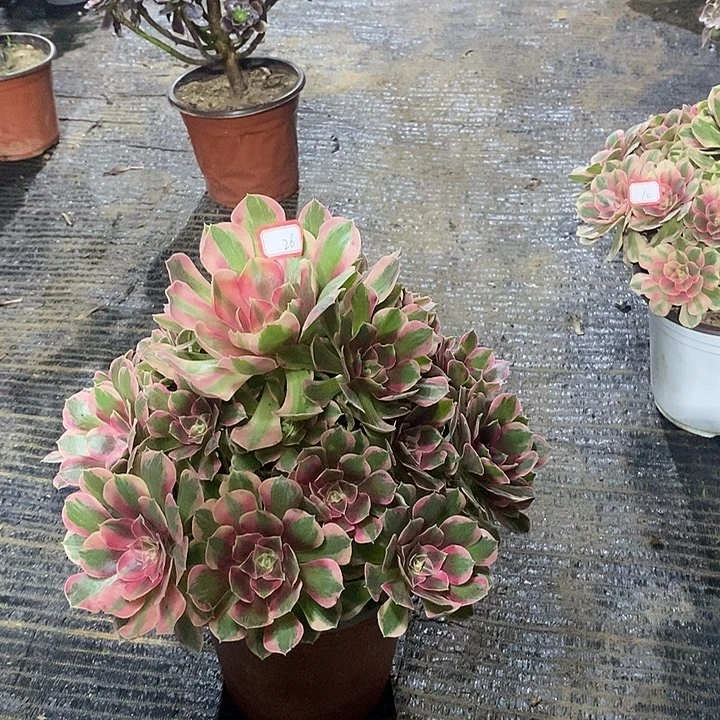 26粉女郎多肉法师多肉法师