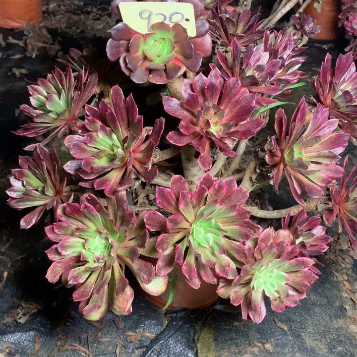 920水彩画多肉一物一拍