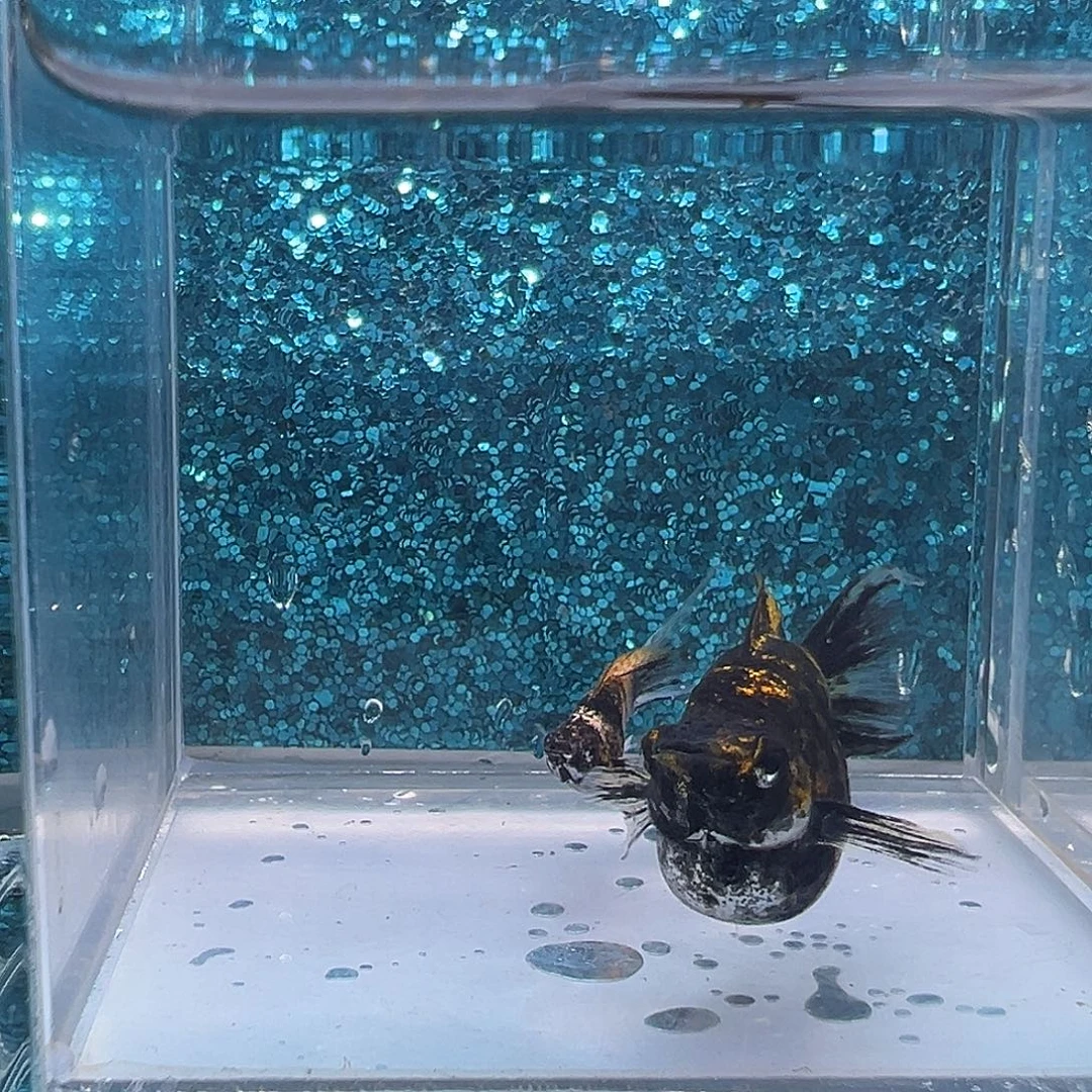 孔雀鱼虎皮玛丽一对0079