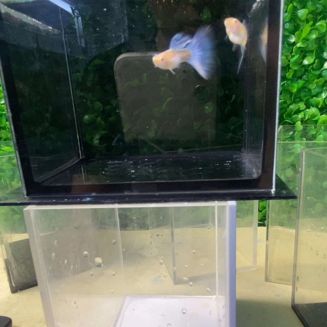孔雀鱼紫白欧翼一对