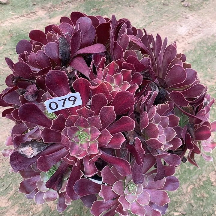 无花朵079花娜变异多肉植物不包损