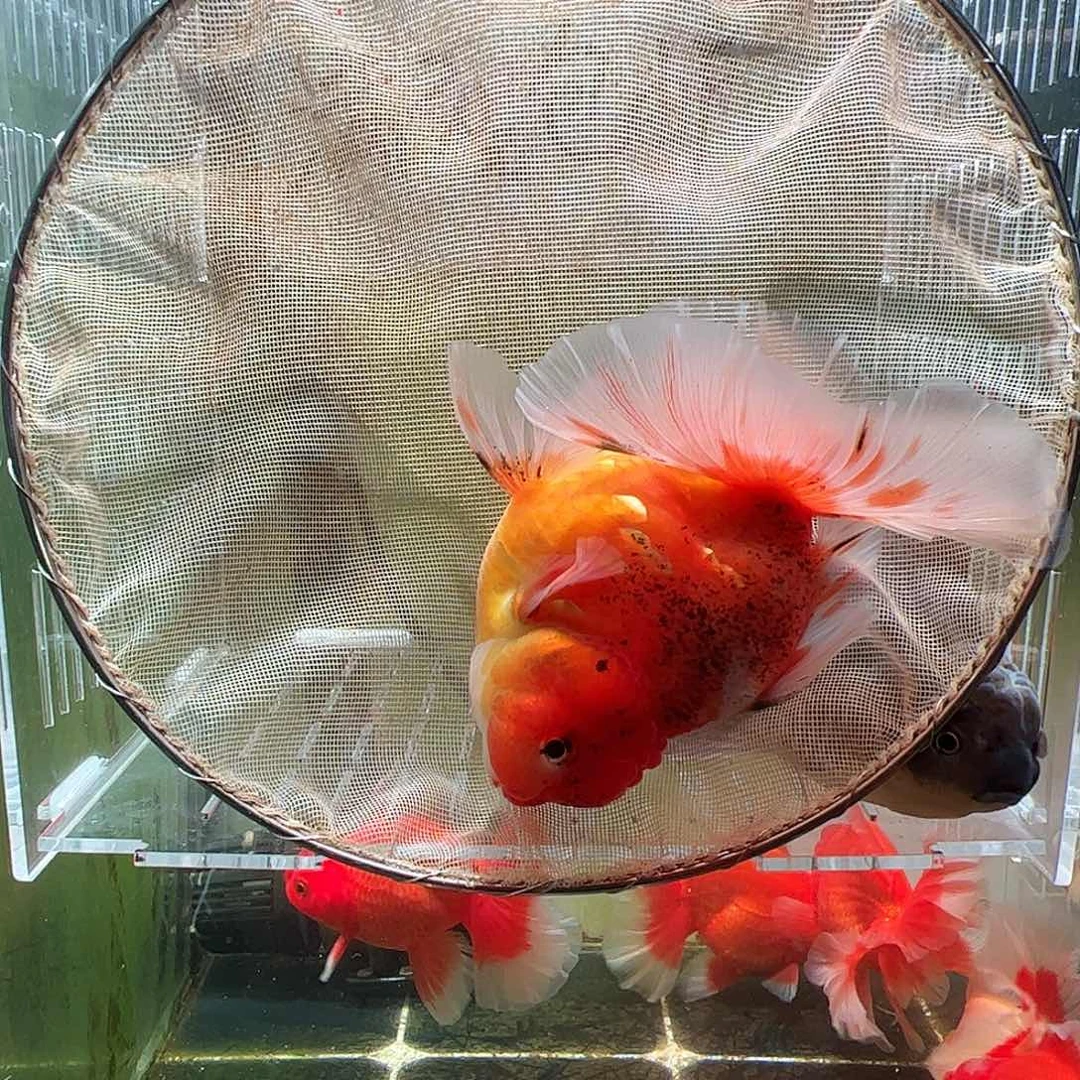 金鱼百褶泰狮压成1