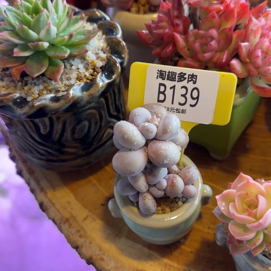 风**时多肉，植物绝食，奶酪，水蒸，奶酪，带绷带土