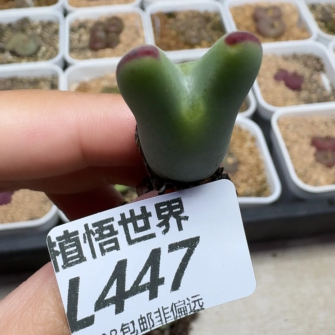 的Wf肉F的润泽ghh