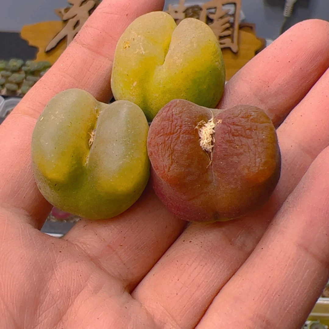 【闪购商品】00000000032