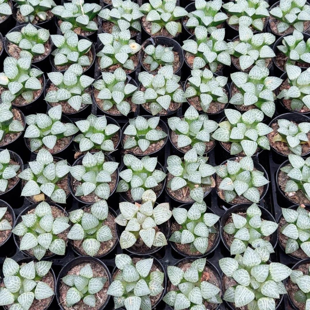 康平玉露多肉植物一颗