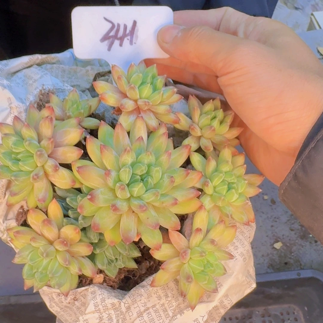 恩***宝多肉植物的生长发育与