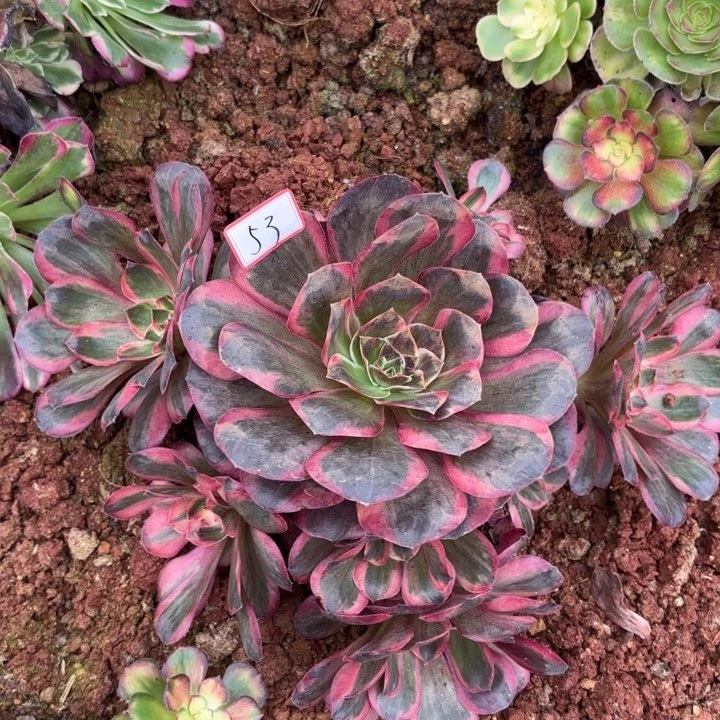 053纳福不包化水小损