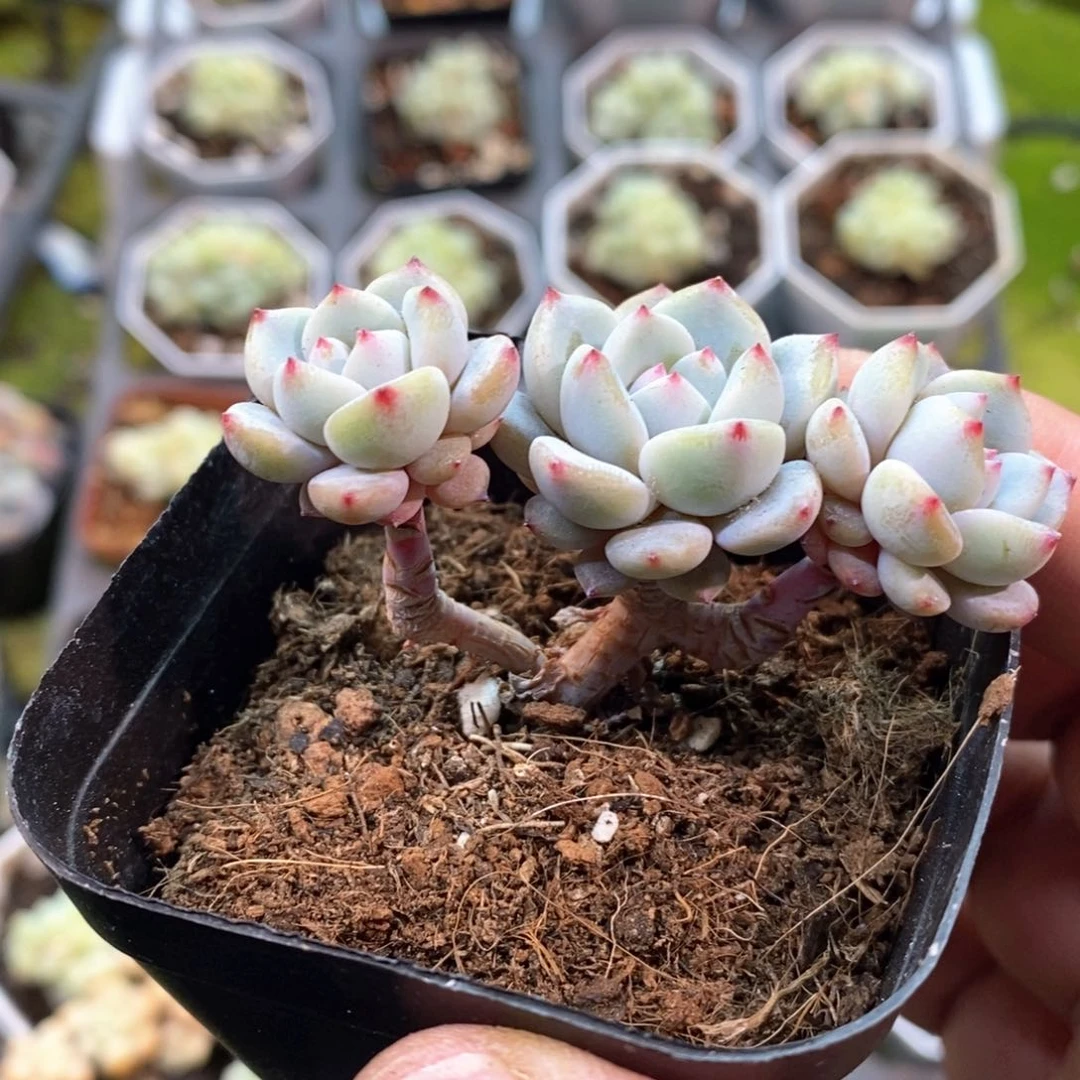 ?*栗子星星橙多肉