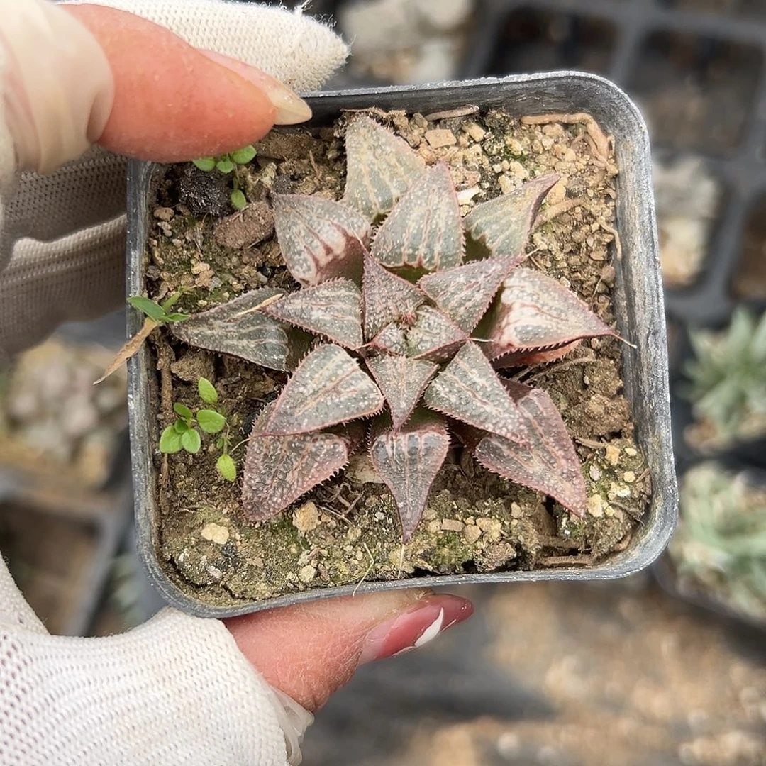 多肉植物多肉植物