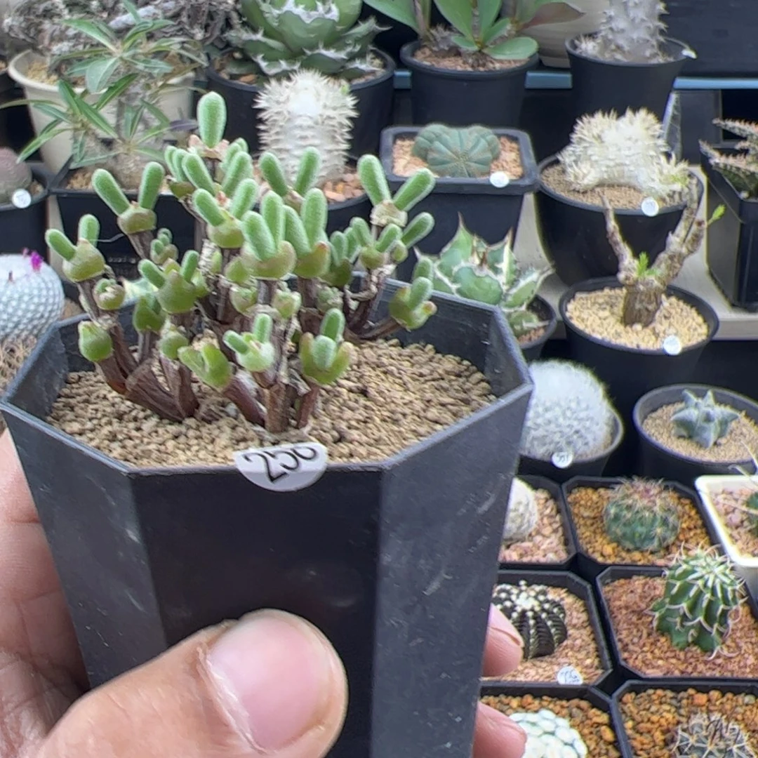 短耳朵小兔子一物一拍258