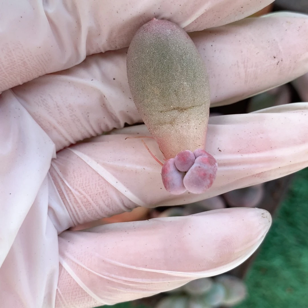 米可奶酪多肉石化