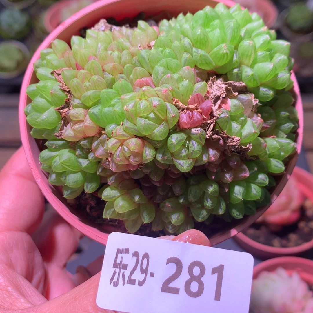 乐然29-281 草玉露群