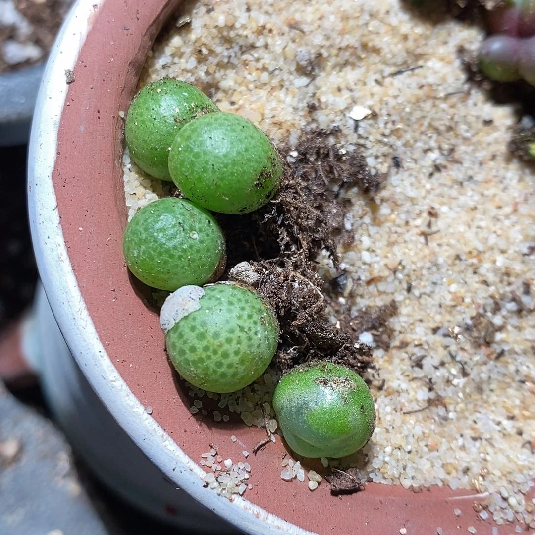 一颗单头玉米。