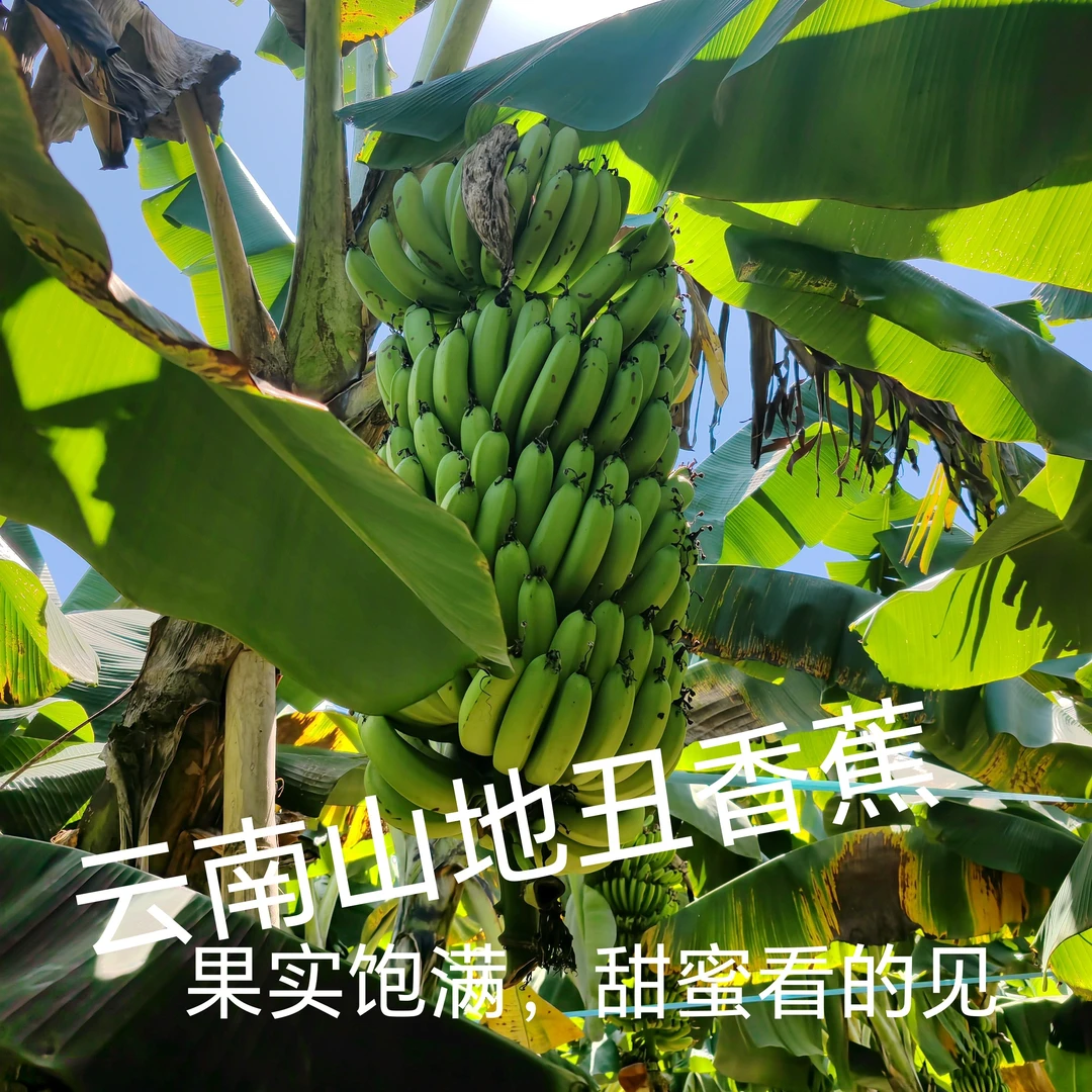 云南山地丑香蕉麻子香蕉当季新鲜水果现摘现发无催熟剂保鲜剂