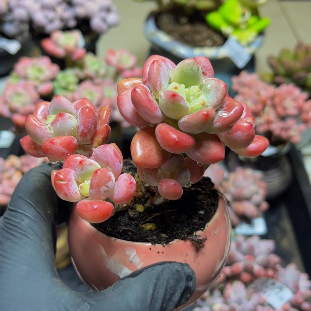 074樱花洛神11厘米多肉