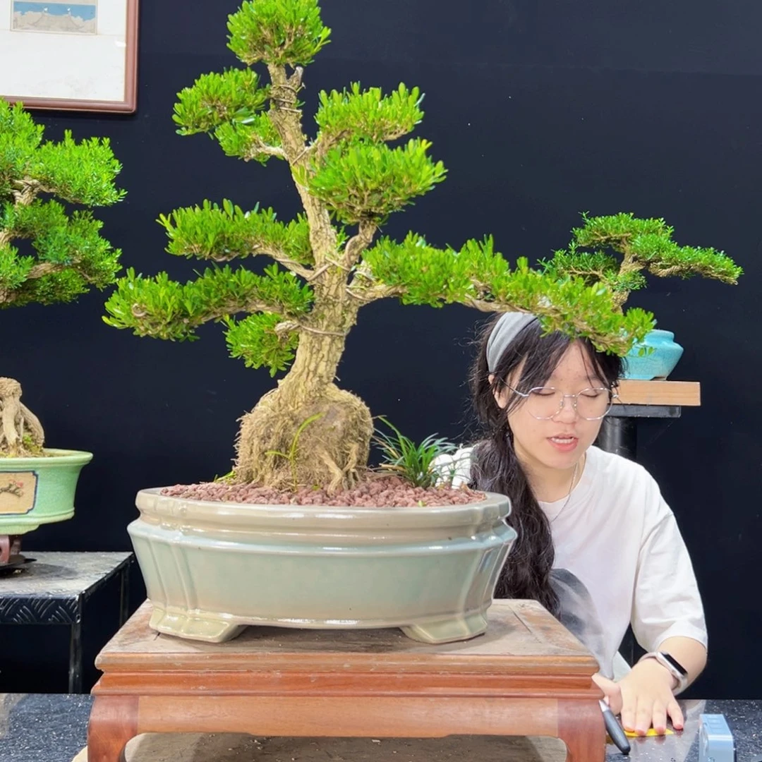 无花朵盆景等为主的景