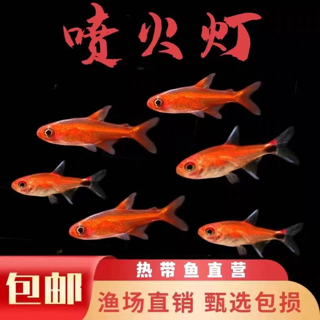 喷火灯小型热带小型