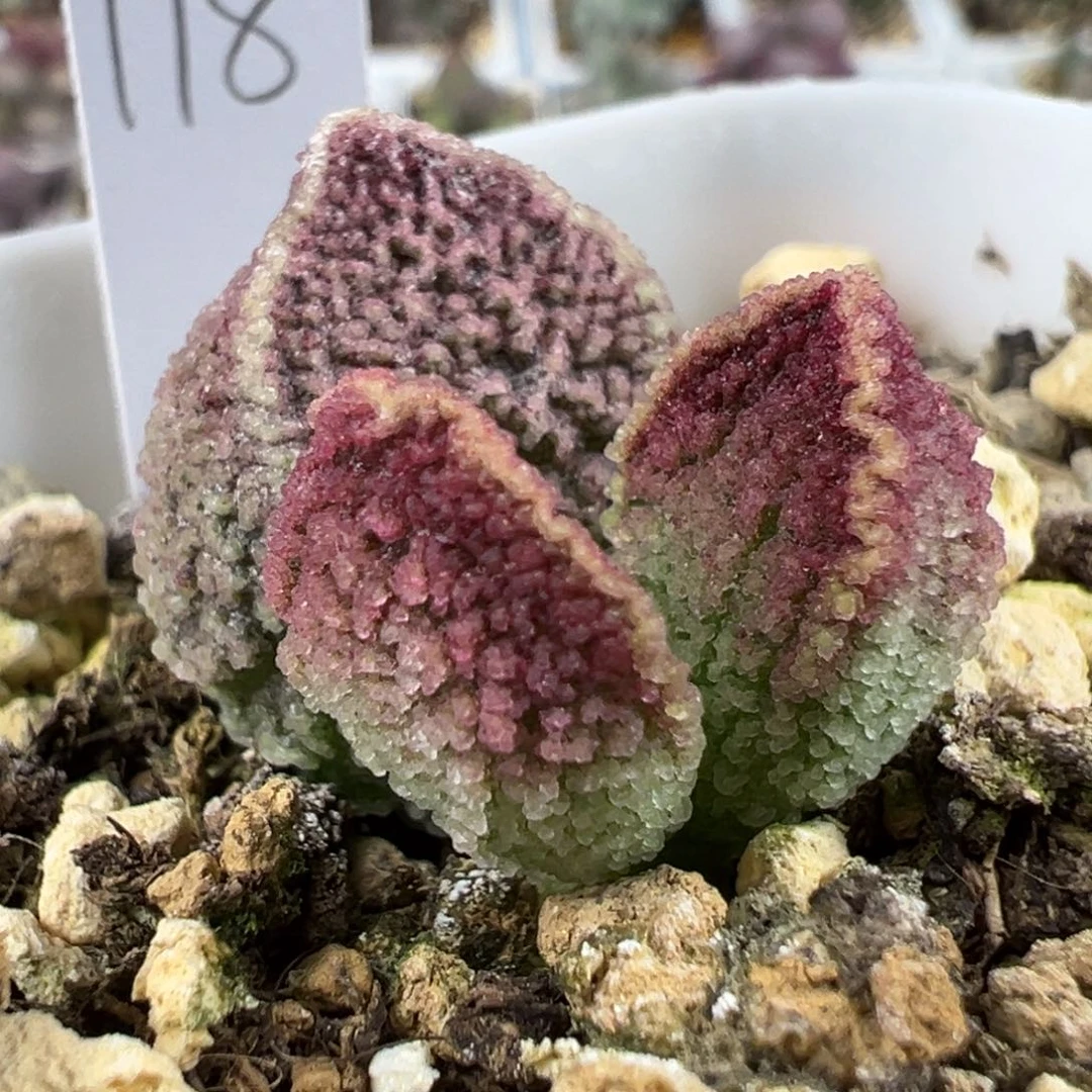 紫青色系冰晶颗粒款实生新品