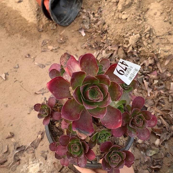 479魅金玫瑰手捧2