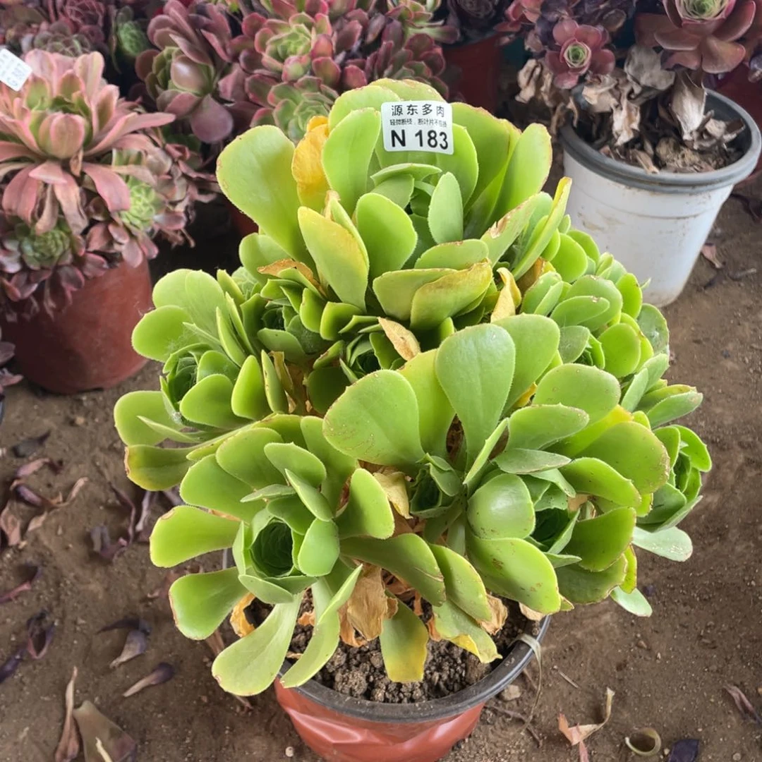 183绿玫瑰多肉法师断枝不包