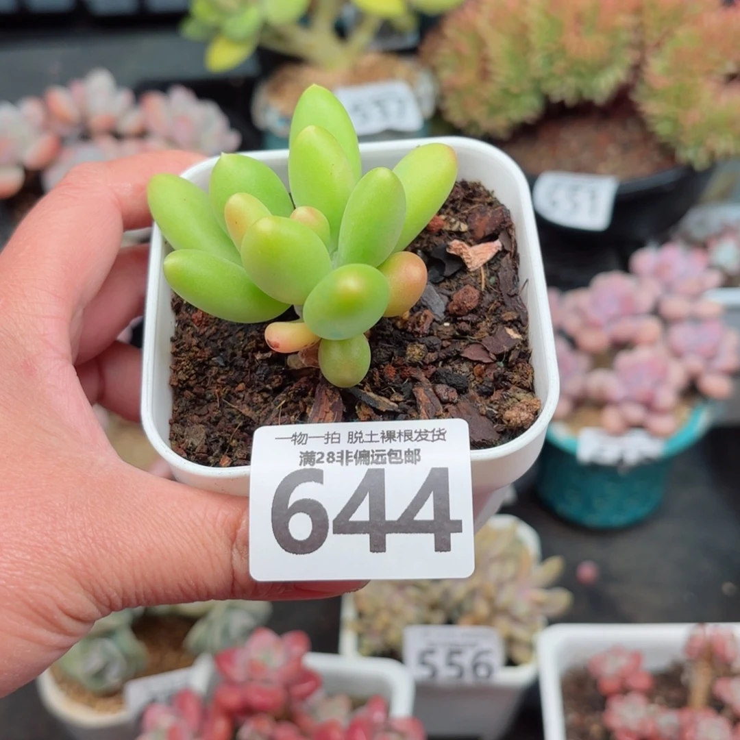 芒果奶无盆土发货