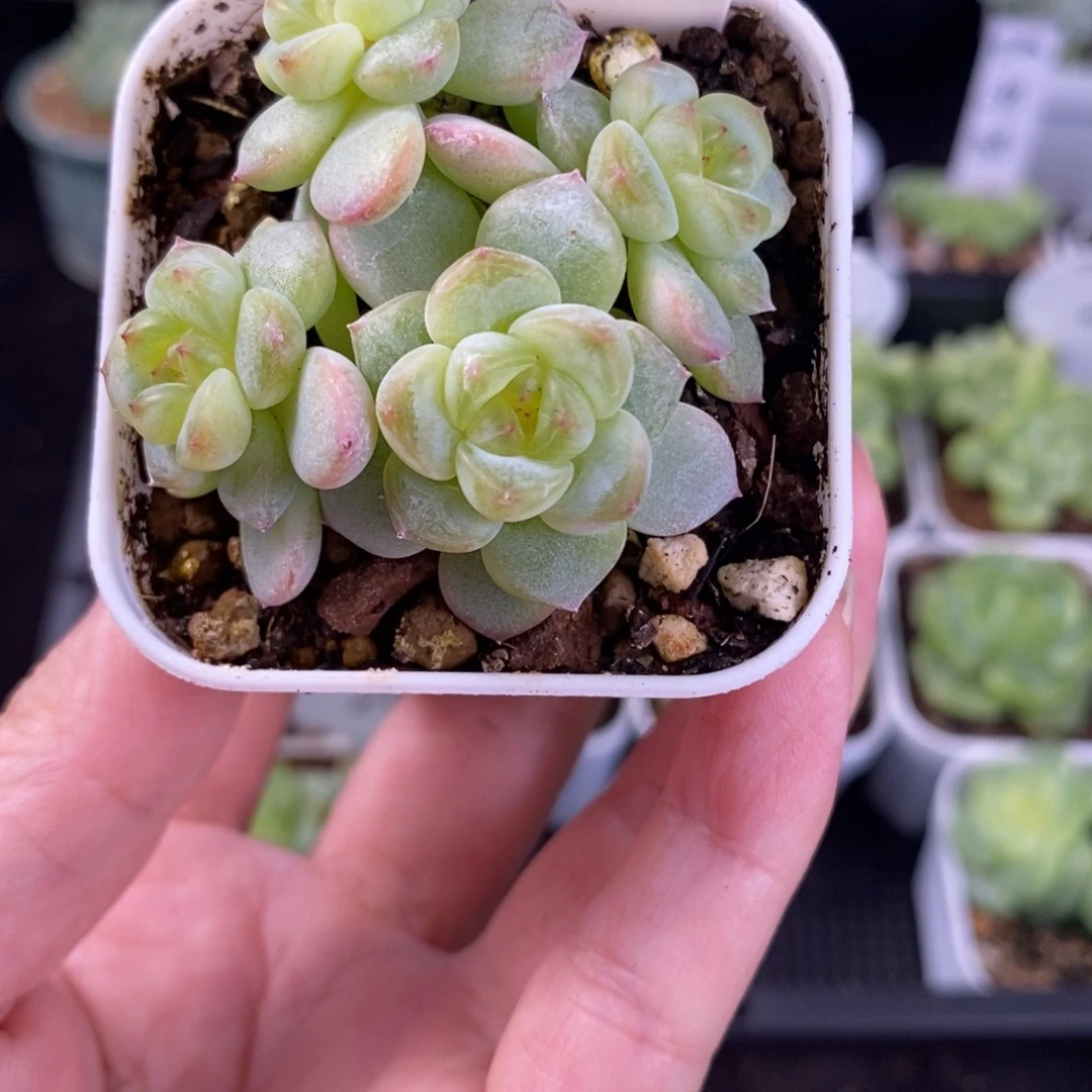 甜心四头朵朵一颗209号