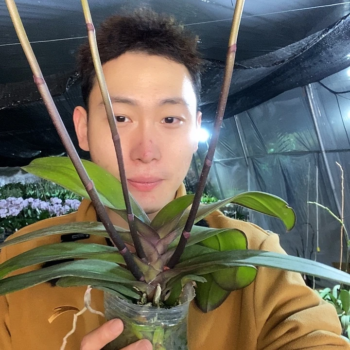 无花朵安娜蝴蝶兰4花剑