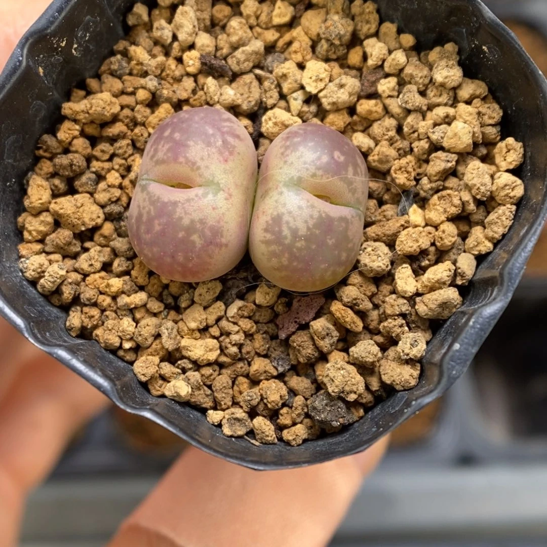 多肉植物肉锥杂交K-3775