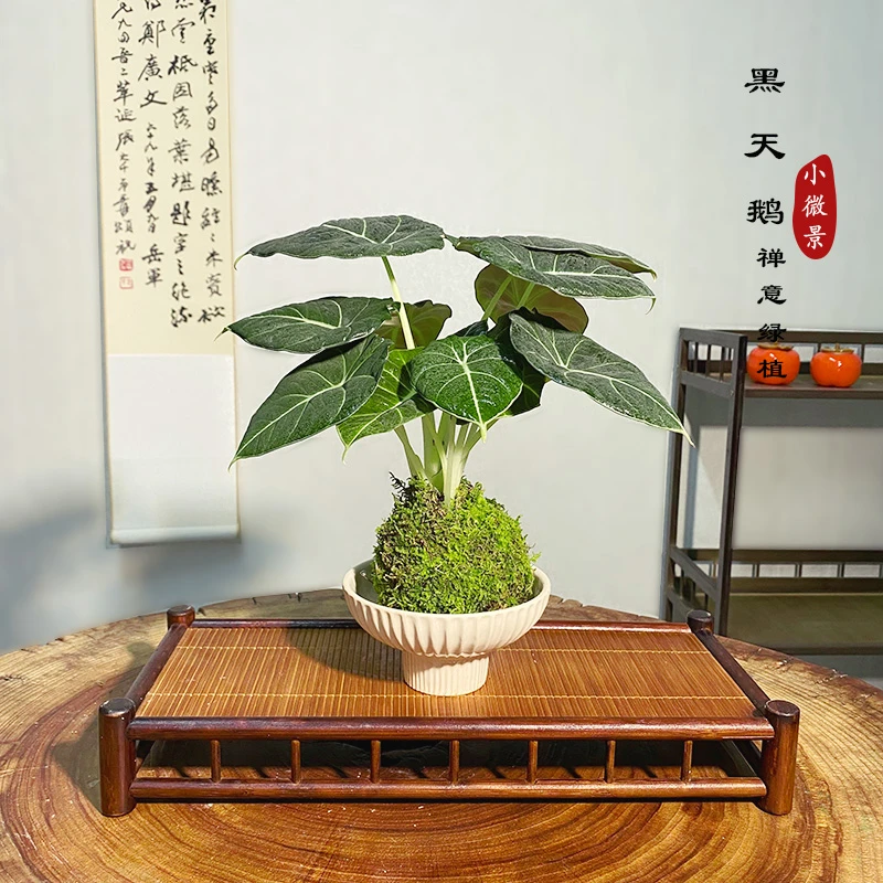 【宏展】黑天鹅苔藓球室内耐阴好养净化空气防辐射