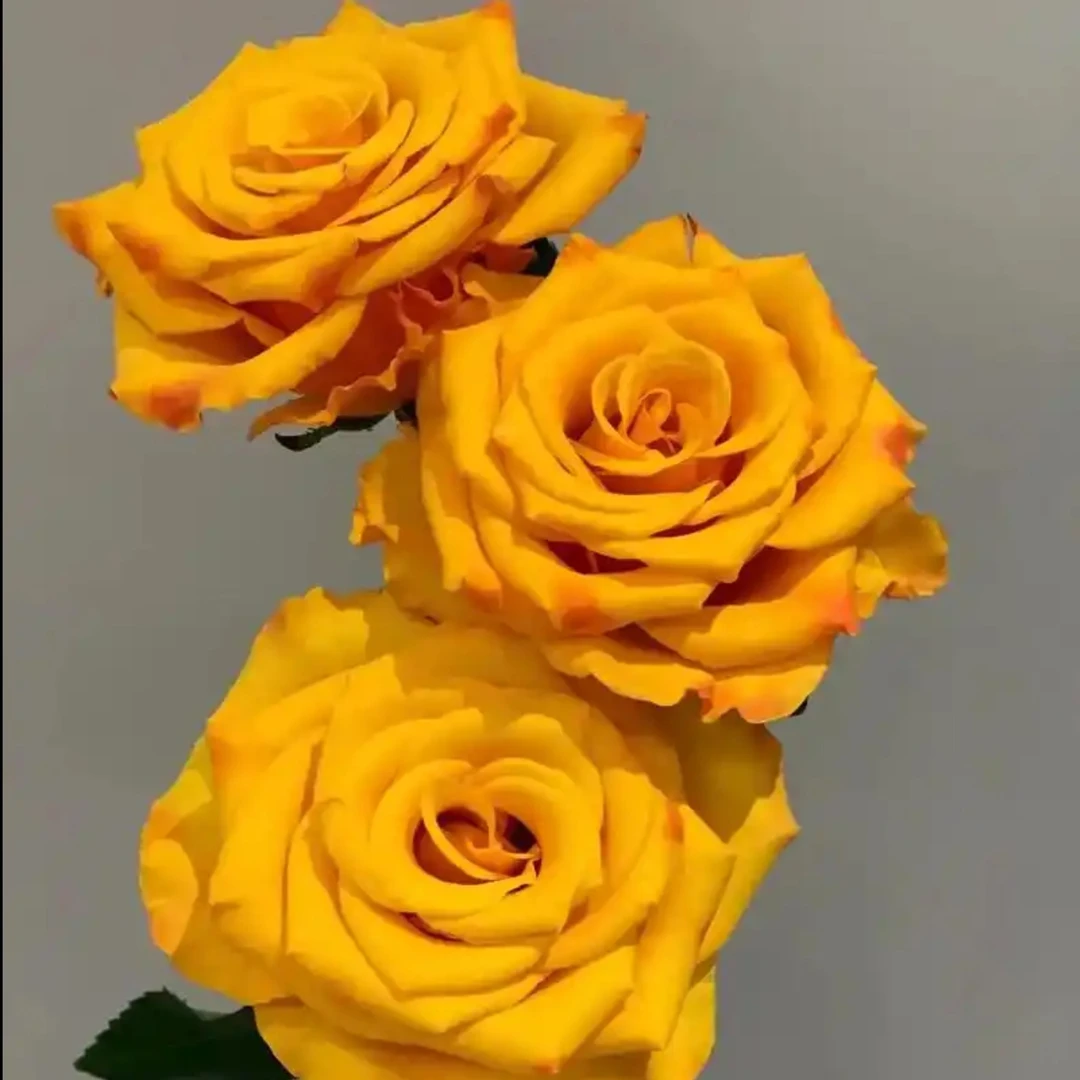 鲜花【辉煌】家庭同地址两单升级冷链包邮送货上门