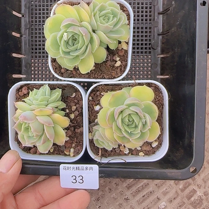 花时光精品多肉33