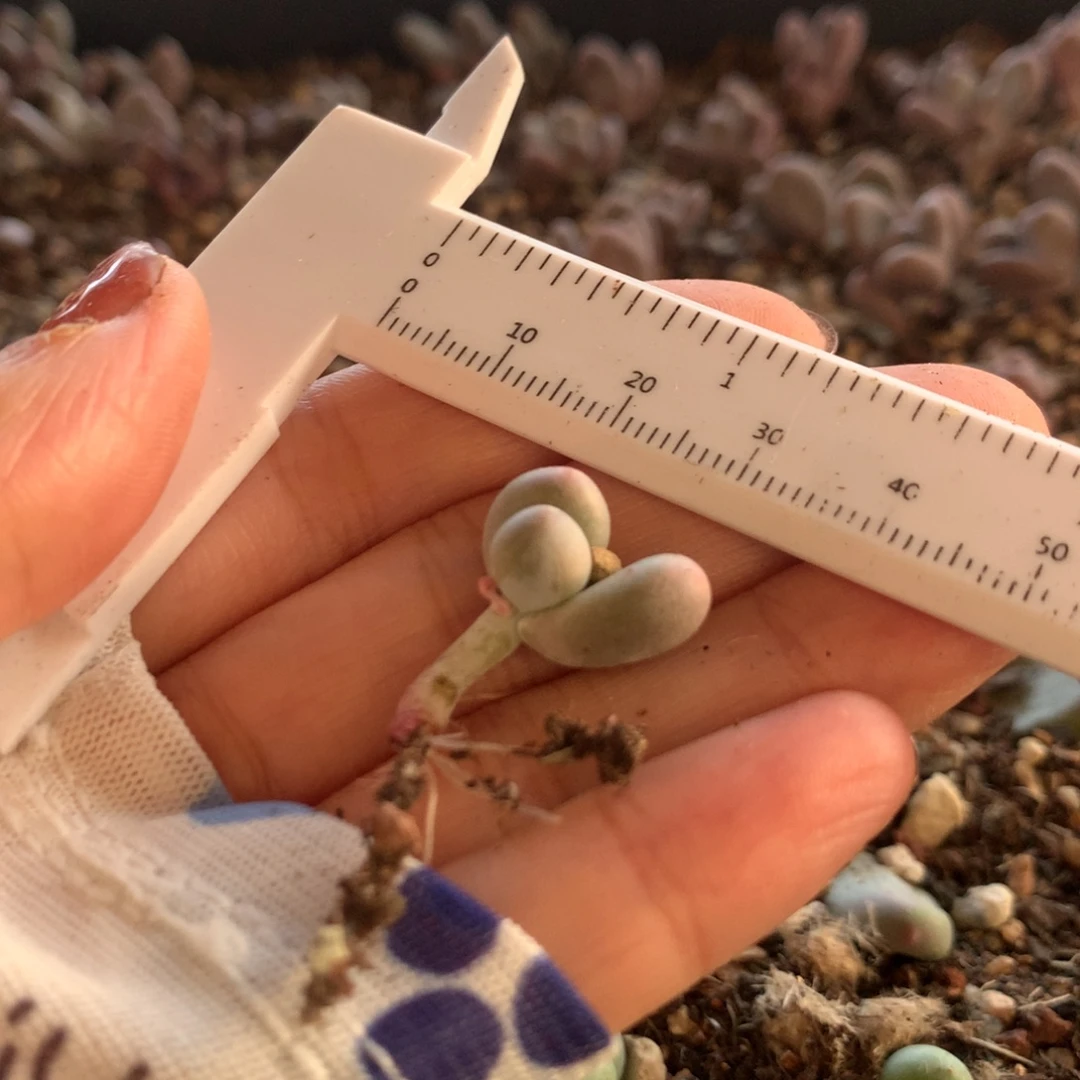 米可 不满28发到付，发一片叶，~