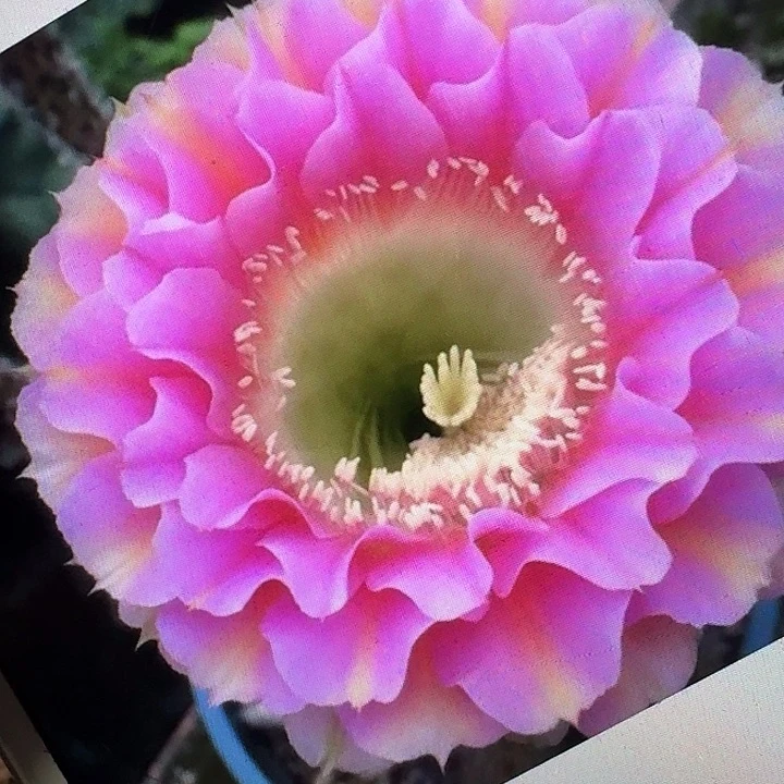 彼岸侧芽4公分彩草