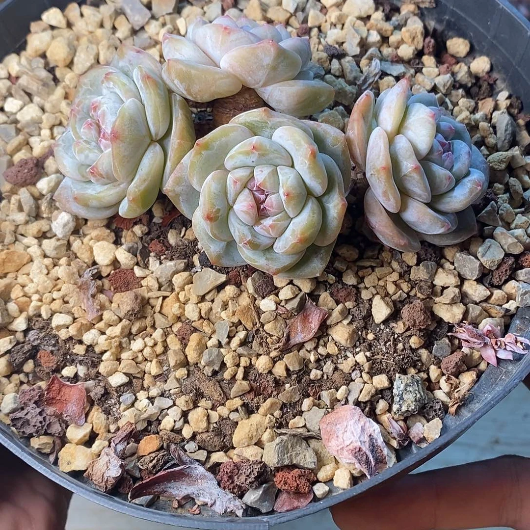 老桩包子星影哈哈哈哈